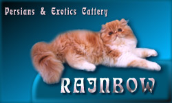 Rainbow Cattery  Persians & Exotics